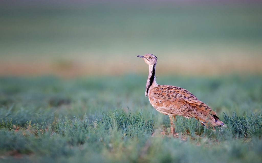 MacQueen's Bustard